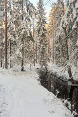forest with stream in winter