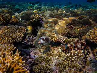Arothron diadematus in the expanses of the coral reef of the Red Sea
