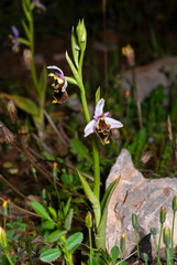 Karpathos-Ragwurz // Karpathos Bee Orchid (Ophrys helios) - endemische Orchidee von der griechischen Insel Karpathos