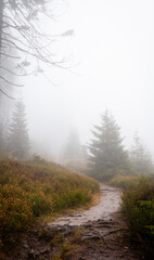 A hiking trail winds through the forest, the sky white with mist. The dirt track is damp and runs through blueberry bushes to get lost in the fog.