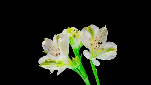 A bouquet of white alstroemeria flowers blooms on a black background. Wedding background, Valentine's Day concept. Time Lapse.4k