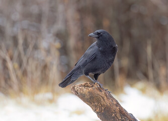 American Crow perched on a branch on a cold winter day in Ottawa, Canada