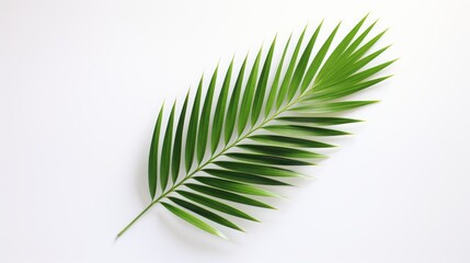palm leaf on white background isolated.