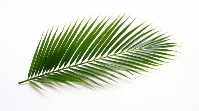 palm leaf on white background isolated.