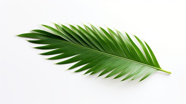 palm leaf on white background isolated.