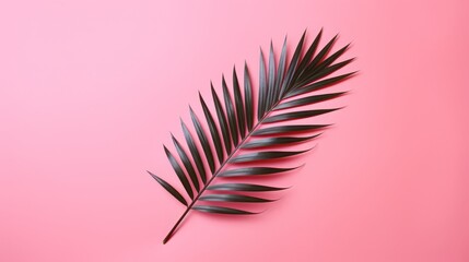 palm leaf on pink background isolated.