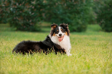Funny dog with tongue hanging out lying on grass
