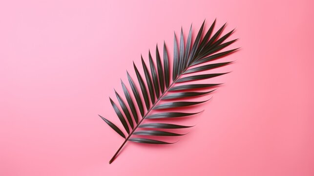 palm leaf on pink background isolated.