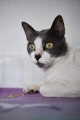 Close-up of expression of a cat stared sharply with white background