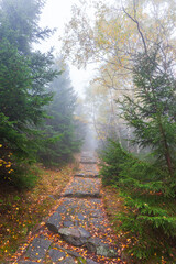 A dark stone path runs through the forest. A path covered with orange leaves leads through the forest and mist.