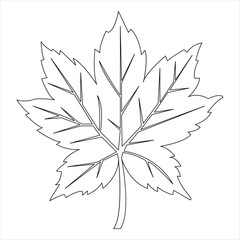 Continuous single line art drawing maple leaf hand drawn minimalist and outline vector illustration