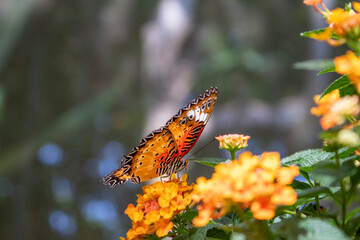 Thailand Butterfly Beautiful Nature