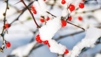 Gefrostete rote Hagebutten im Garten 