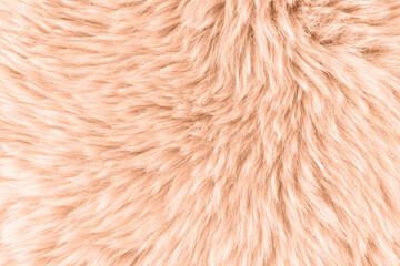 Natural sheepskin fur texture as background in trendy color 2024 year Peach Fuzz. Detail of sheep...