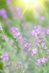 Obraz premium Selective focus on lavender flowers with morning sunlight blur background.