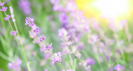 Selective focus on lavender flowers with morning sunlight blur background.