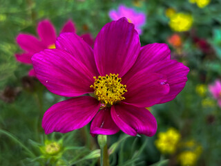 Obraz premium Beautiful one pink cosmos flower bloom with golden sunlight.