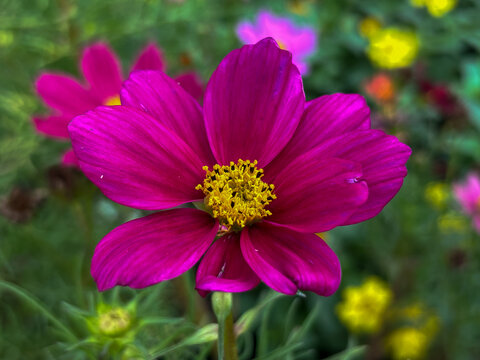 Beautiful one pink cosmos flower bloom with golden sunlight.