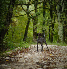 beautiful hunting dog in the forest