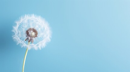 Dandelion on a light horizontal clean background.