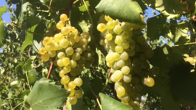 BUNCHES OF WHITE GRAPES MOVED BY THE WIND, ON A SUMMER DAY, IN CENTRAL ITALY.