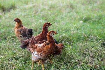 baby chickens at farm