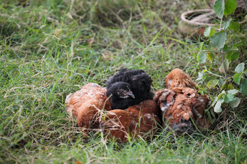 baby chickens at farm