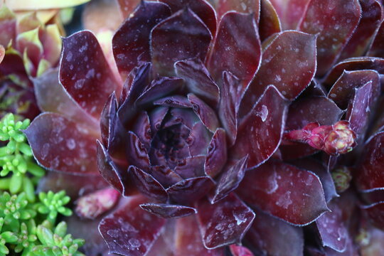 Volkmar Schara rojnik Sempervivum