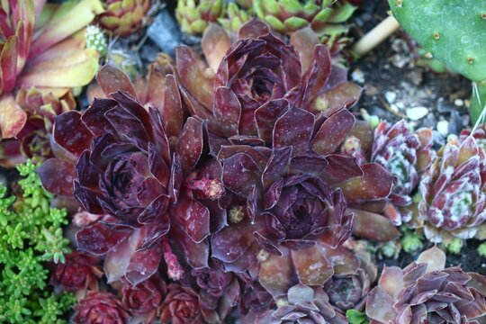 Volkmar Schara rojnik Sempervivum