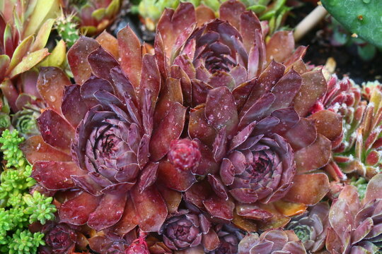 Volkmar Schara rojnik Sempervivum