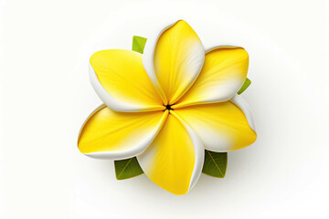 Petal background background tropical plant spa yellow plumeria beauty flower floral blossom nature frangipani