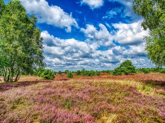 Heidelandschaft