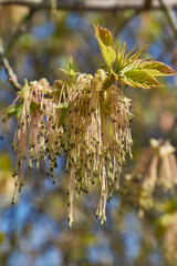 The flower buds of the holly maple are blooming (lat. Acer platanoides). Holly maple is a woody plant species of the genus Maple (Acer) of the Sapindaceae family.
