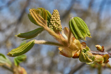 Chestnut flower buds bloom and inflorescences appear. Spring.