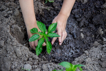 The child is planting in the garden. Selective focus.