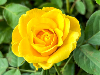 Floribunda Golden Years Rose