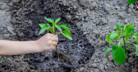 The child is planting in the garden. Selective focus.