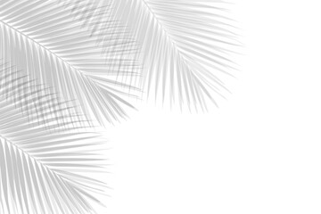 Palm tropical leaves shadow overlay on transparent background