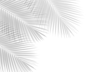 Palm tropical leaves shadow overlay on transparent background