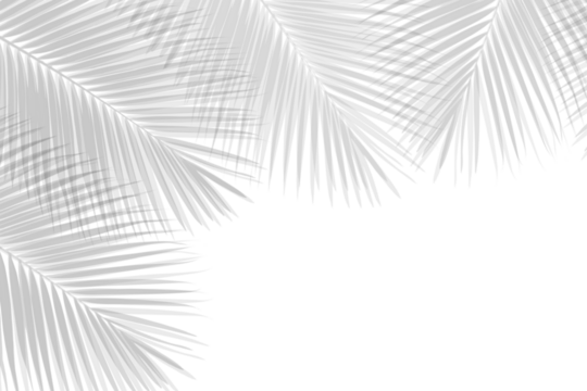  shadow of natural leaves tree branch on transparent background. Abstract palm leaves shadow on transparent background
