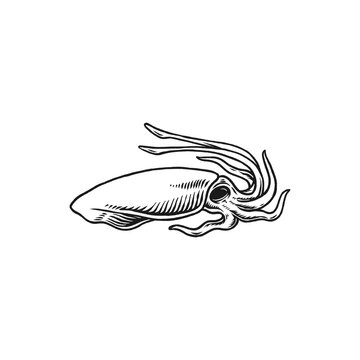 squid vector engraving hand drawn seafood logo