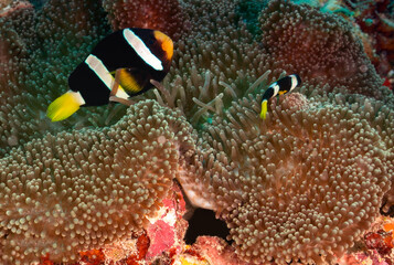 Clownfish swimming around their anemone - 690671912