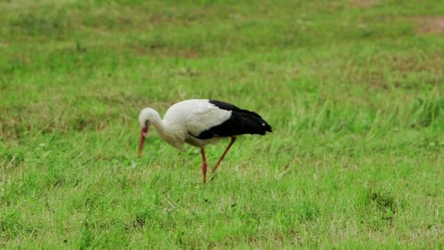 Hand Held Cloes Up Shot of Stork Patiently Looking for Food in the Meadow