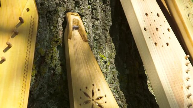 Dolly Close Up Shot of Freshly Made Wooden National Zithers Placed By The Tree Trunk