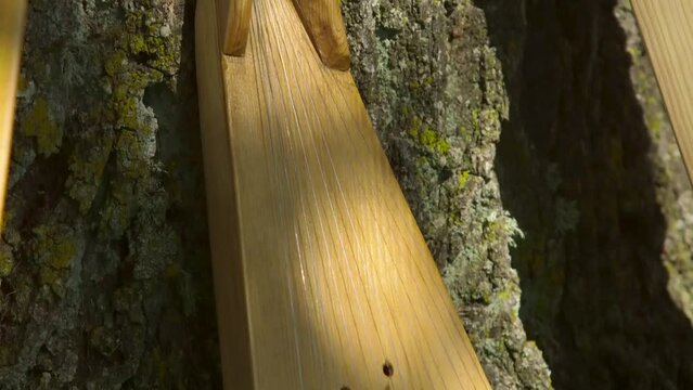 Dolly Close Up Shot of Freshly Made Wooden National Zither Placed By The Tree Trunk