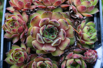 SEMPERVIVUM HUSMANNII ROJNIK HUSMANYI