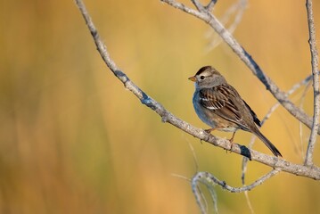 White crowned sparrow perched on a branch with beautiful sunset light golden hour