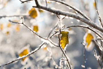 Early first snow in autumn. Snowy bare tree branches with sunlit yellow leaves. Close up. Soft focus