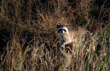 Wild raccoon emerging from the bushes looking straight at the camera at San Jacinto wildlife area