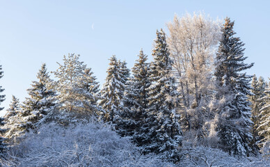 Snowbound deciduous, coniferous trees and bushes in winter park or forest in sunny clear frosty day.